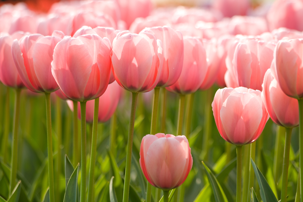 Tulips - Holland Tulips, Tulip Bulbs, Radebaugh Greenhouses