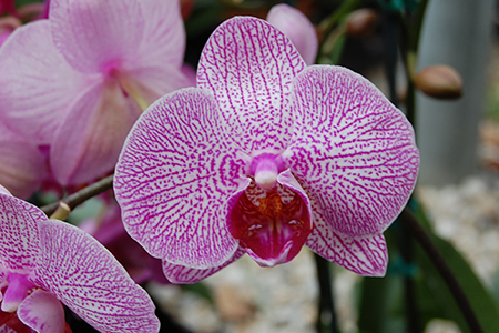 Orchids - Radebaugh Greenhouses